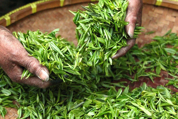 茶葉消解方法